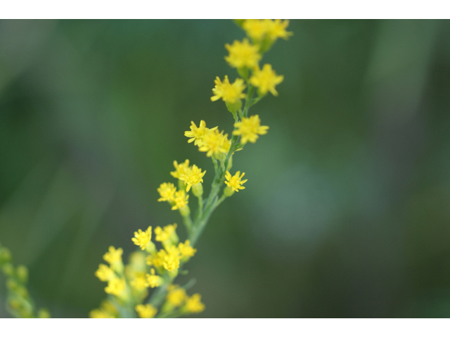 <p>Solidago juliae</p><p>(Aster)</p>