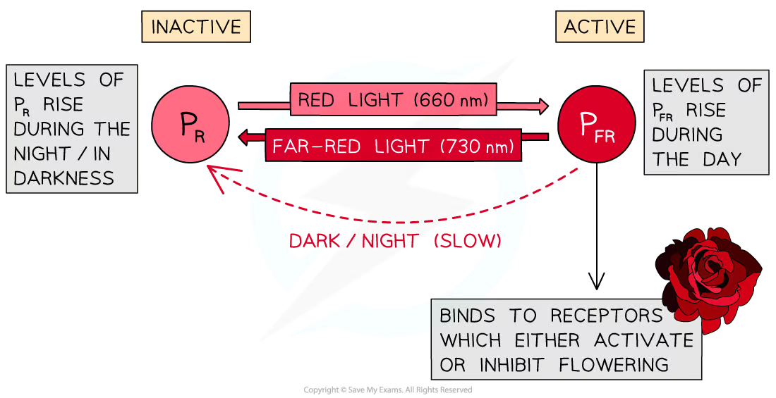 <p>During the day levels of <strong>P<sub>FR </sub></strong>rise</p><p>Sunlight contains more wavelengths at 660 nm than 730 so the conversion from P<sub>R</sub>&nbsp;to P<sub>FR</sub>&nbsp;occurs more rapidly in the daytime than the conversion from P<sub>FR&nbsp;</sub>to P<sub>R</sub></p><p>During the night levels of <strong>P<sub>R </sub></strong>rise</p><p>Red light wavelengths are not available in the darkness and P<sub>FR&nbsp;</sub>converts slowly back to P<sub>R</sub></p>