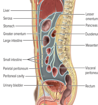 <p>the <strong>space</strong> between the parietal and visceral peritoneum </p>