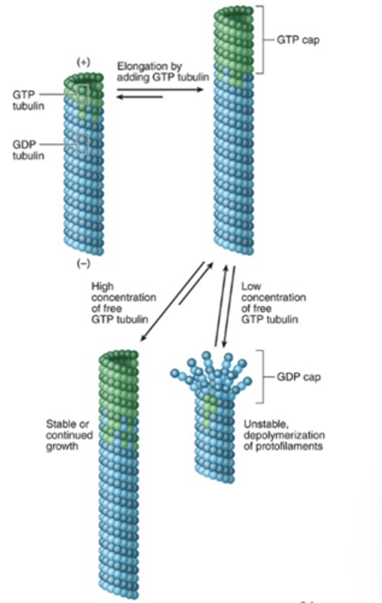 <p>What provides energy for microtubule polymerization?</p>