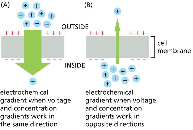 <p><mark data-color="red" style="background-color: red; color: inherit;">The driving force that determines which way an ion will move across a membrane</mark></p><ul><li><p>combined influence of the ions concentration and the membrane potential </p></li><li><p>There is also an electrochemical gradient established by the (-) charged phospholipids and ion concentrations inside and outside the cell</p></li></ul><p><strong>Sodium&nbsp;</strong></p><ul><li><p>goes + outside of the cell to - inside of the cell </p></li><li><p>Na+ therefore tends to pour into cells when given an opportunity</p></li></ul><p>If the voltage + concentration gradients have opposing effects the electrochemical gradient = small&nbsp;</p><p><strong>ex: Potassium&nbsp;</strong></p><ul><li><p>K+, which is present at a much higher concentration inside cells, where the resting membrane potential is negative.</p></li><li><p>The membrane potential acts against the concentration gradient, decreasing the electrochemical driving force. Such is the case for K+.</p></li></ul><p></p><p></p>