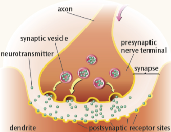 <ol><li><p>Electrical signal reachers end of the axon of the pre-synaptic neuron</p></li><li><p>This triggers the release of neurotransmitter from synaptic vesicles</p></li><li><p>The neurotransmitters diffuse across the synapse</p></li><li><p>Then they bind to receptors on the post-synaptic membrane</p></li><li><p>Causing the electrical signal to continue along the dendrite</p></li></ol><p></p>
