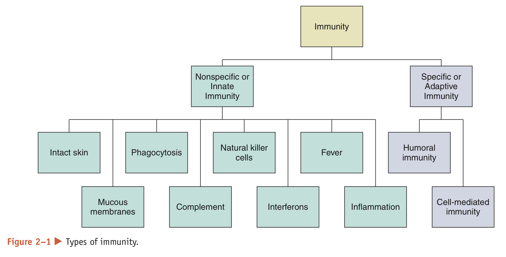 <p>Nonspecific: always prepared to defend the body against disease</p><p>Specific: must be primed by an initial exposure to an antigen before it can protect the body against disease caused by that particular antigen</p>