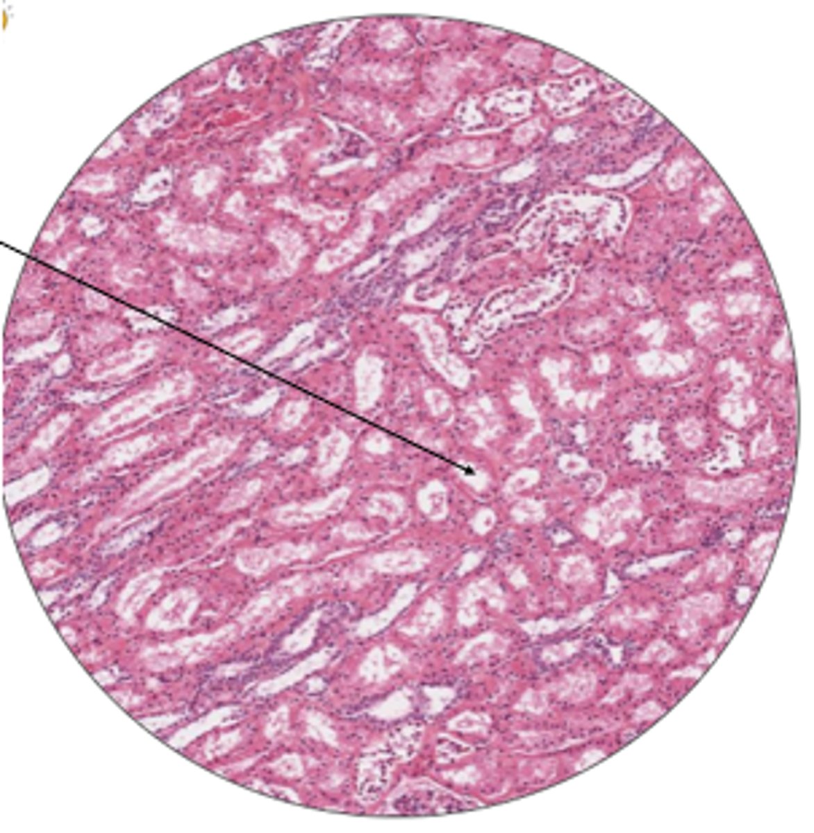 <p>label arrow and organ</p>