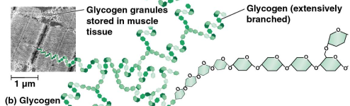 <p>Glycogen</p>
