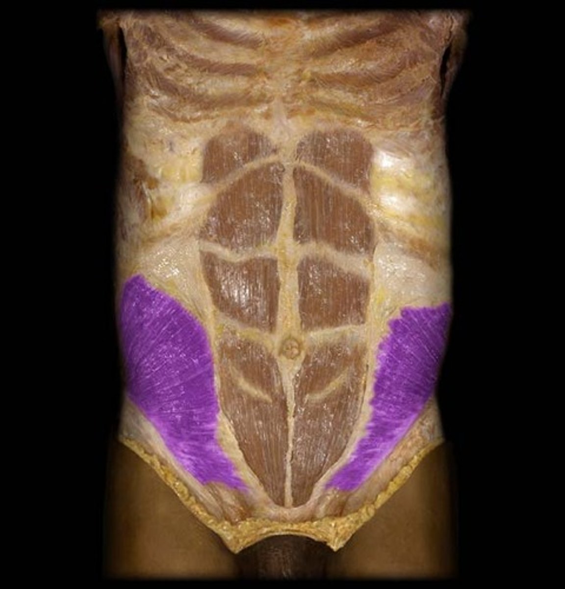<p><span>O: iliac crest, inguinal ligament. </span></p><p><span>I: ribs 8-12. A: compresses abdomen, flexes trunk (bilateral), rotates trunk (unilateral).</span></p>