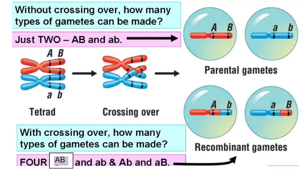 <p>crossing over results in additional gametes to form - multiple combinations can be formed</p>