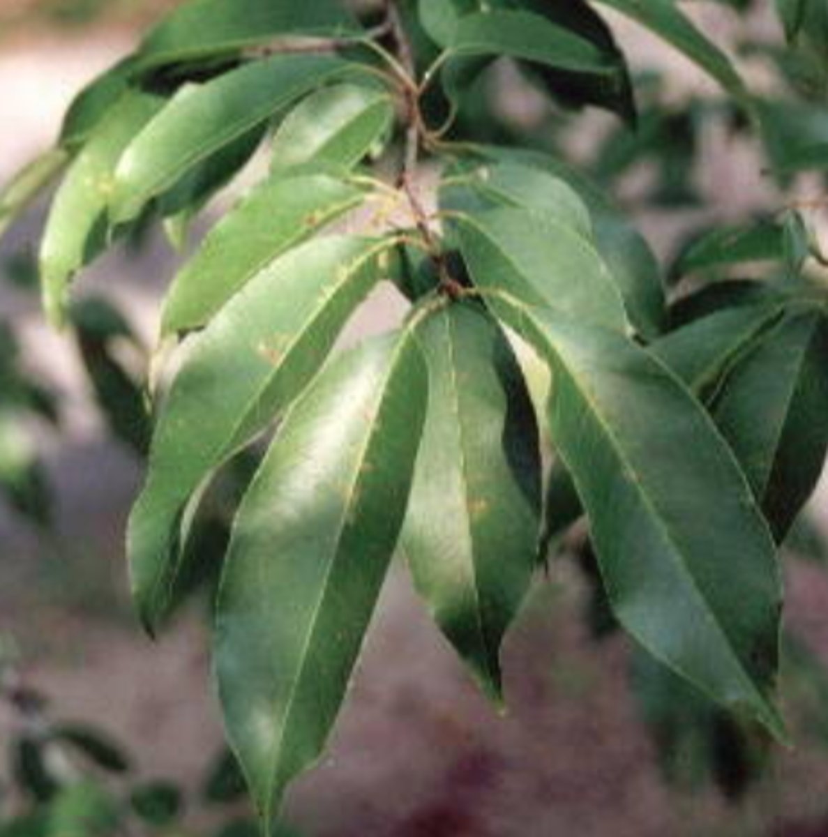 <p>Simple shiny leaves with rusty hairs along midrib underside; bitter almond-smelling bark; campus, HMF.</p>