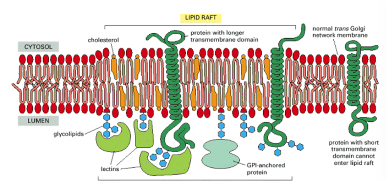 <ul><li><p>fluid environments therefore proteins integrated in them can move around</p></li><li><p>for signalling events it’s essential that the number of interacting proteins are close in proximity to each other</p></li></ul><p>How do we do this? LIPID RAFTS</p><ul><li><p>a section of membrane (microdomain) that are more stabilised and rigid structures THROUGH CHOLESTEROL and SPHINGOLIPIDS.</p></li><li><p>they float as a ‘raft/island’ within the membrane</p></li><li><p>proteins integrated will stay in close proximity to each other, which allows a number of processes including interactions for signalling across the membrane. </p></li></ul><p>External/lumen side = receptor concentrated</p><p>cytosolic side = intracellular signalling messengers are concentrated. </p><p></p>