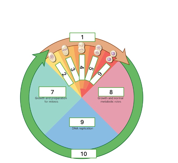<p>what cell cycle phase is 5</p>