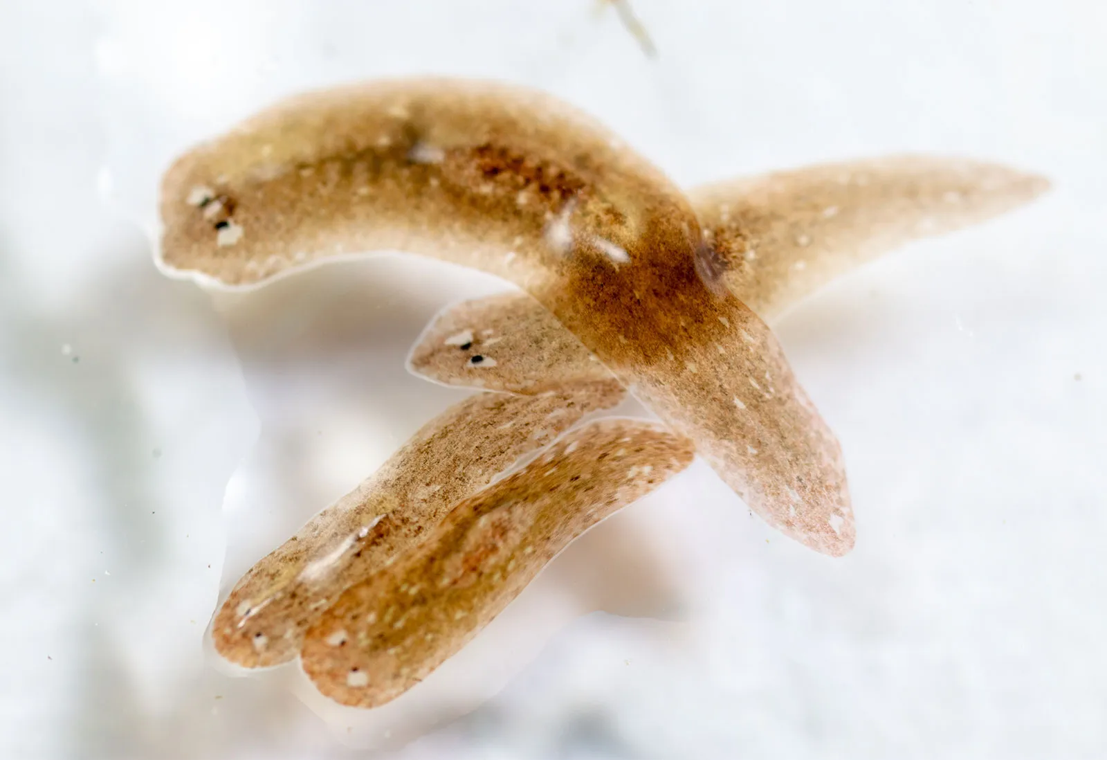 <p><em>Planaria </em></p>