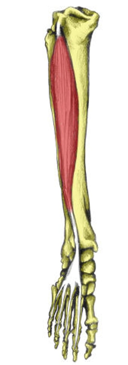 <p>Origin of Extensor Digitorum Longus</p>