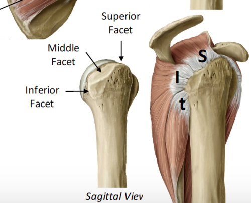 <p>greater tubercle of humerus</p>