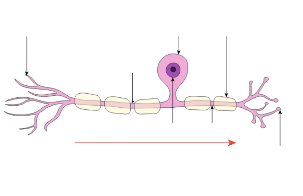 <p>label this sensory neuron</p>