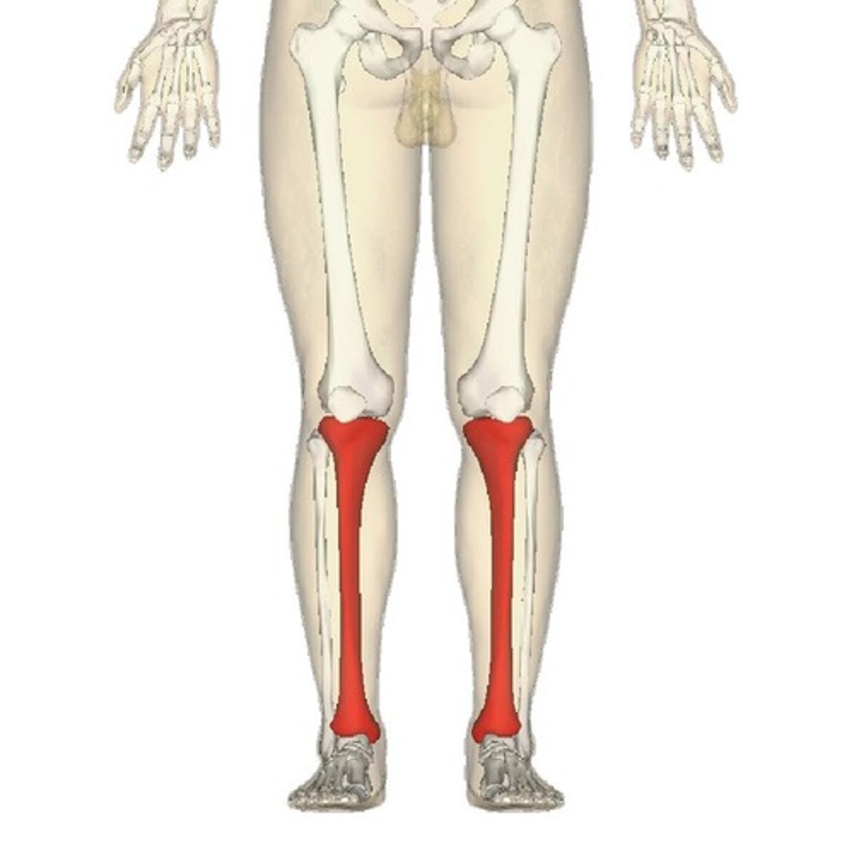<p>ID bone</p>