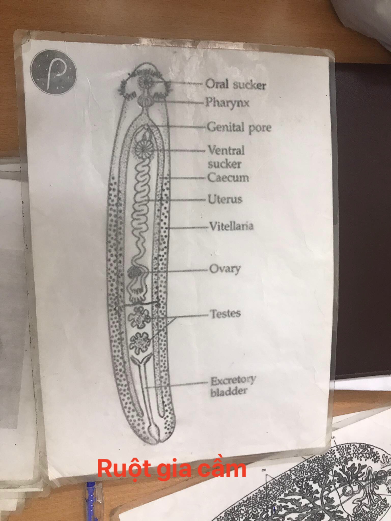 sán lá ruột gia cầm