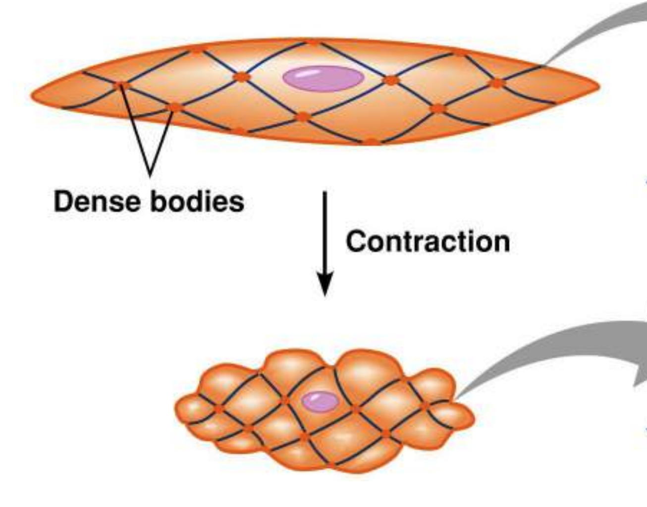 <p>Specialized structures, composed of dense aggregates of contractile proteins, within smooth muscle cells that serve as anchoring points for thin filaments. Analogous to Z-Line in skeletal muscles</p>