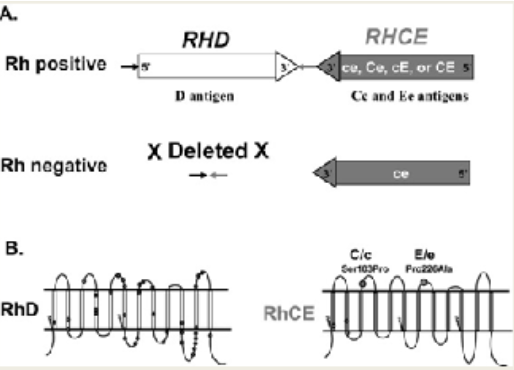 <ul><li><p><span>Rh positive individuals have RHD gene</span></p><ul><li><p><span>D is the most important Rh antigen</span></p></li></ul></li><li><p><span>Presence of a single D antigen confers the designation of Rh-positive</span></p></li><li><p><span>Absence of D antigen = Rh-negative</span></p></li><li><p><span>The letter "d" is used to denote the lack of D antigen in Rh-negative individuals</span></p></li></ul><p></p>