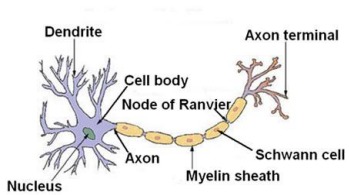 Produces and conducts electrochemical signals between organs of the body and the brain.
