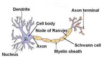 <p>Produces and conducts electrochemical signals between organs of the body and the brain.</p>