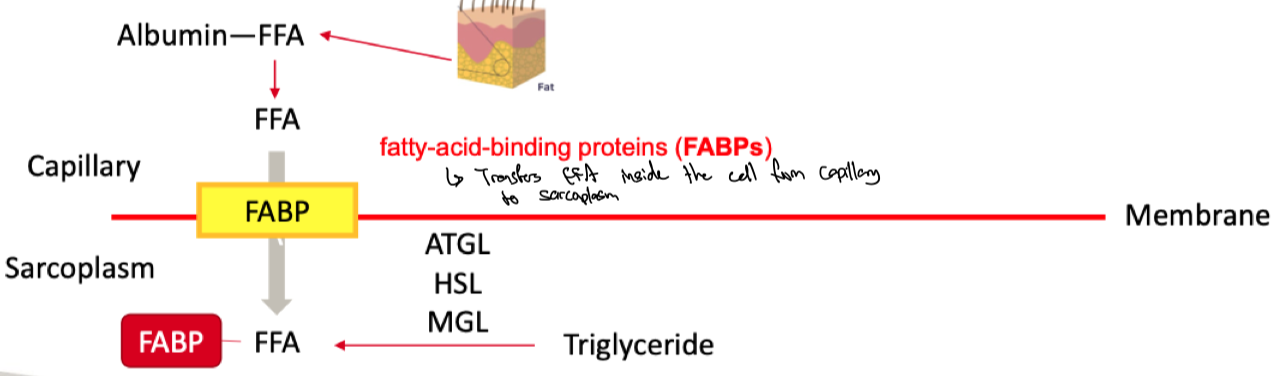 <p>FFA carried by albumin in blood</p><ul><li><p>enter via carrier proteins or facilitated diffusion</p></li></ul><p></p><ul><li><p>chaperoned by fatty acid binding protein (FABP) in cell</p></li></ul>