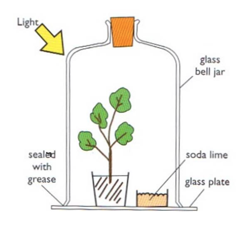 <p>why does the bell jar contain soda lime</p>