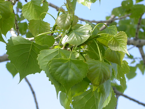 (Populus deltoides)