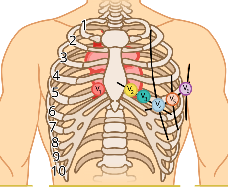 <p>Directly left of sternum, 4th intercostal space (between 4th and 5th rib)</p>
