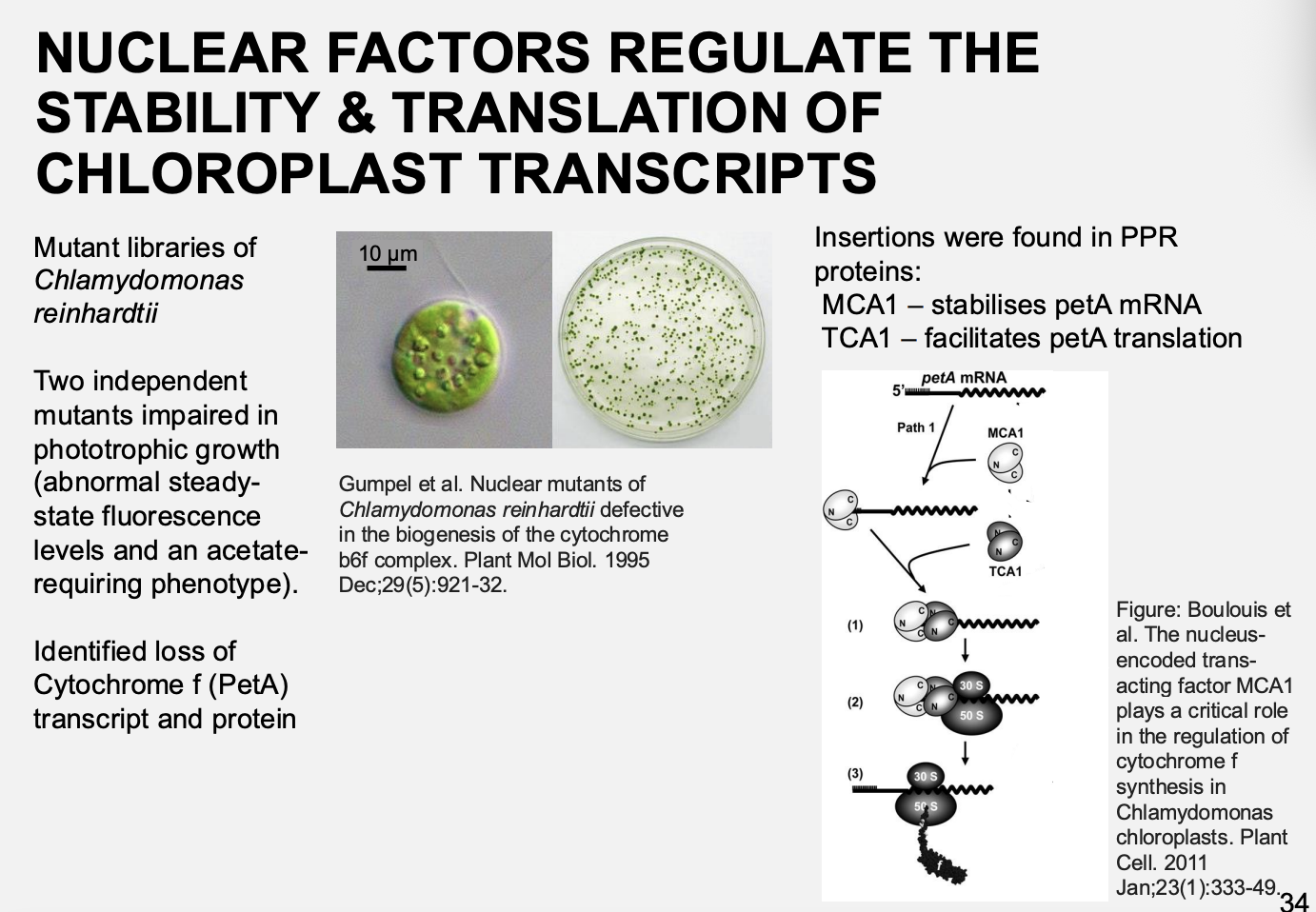 <ul><li><p>Insertions found in PPR proteins:</p><ul><li><p><strong>MCA1→ stabilised petA mRNA</strong></p></li><li><p><strong>TCA1→ Facilitates petA translation</strong></p></li></ul></li></ul><p></p>