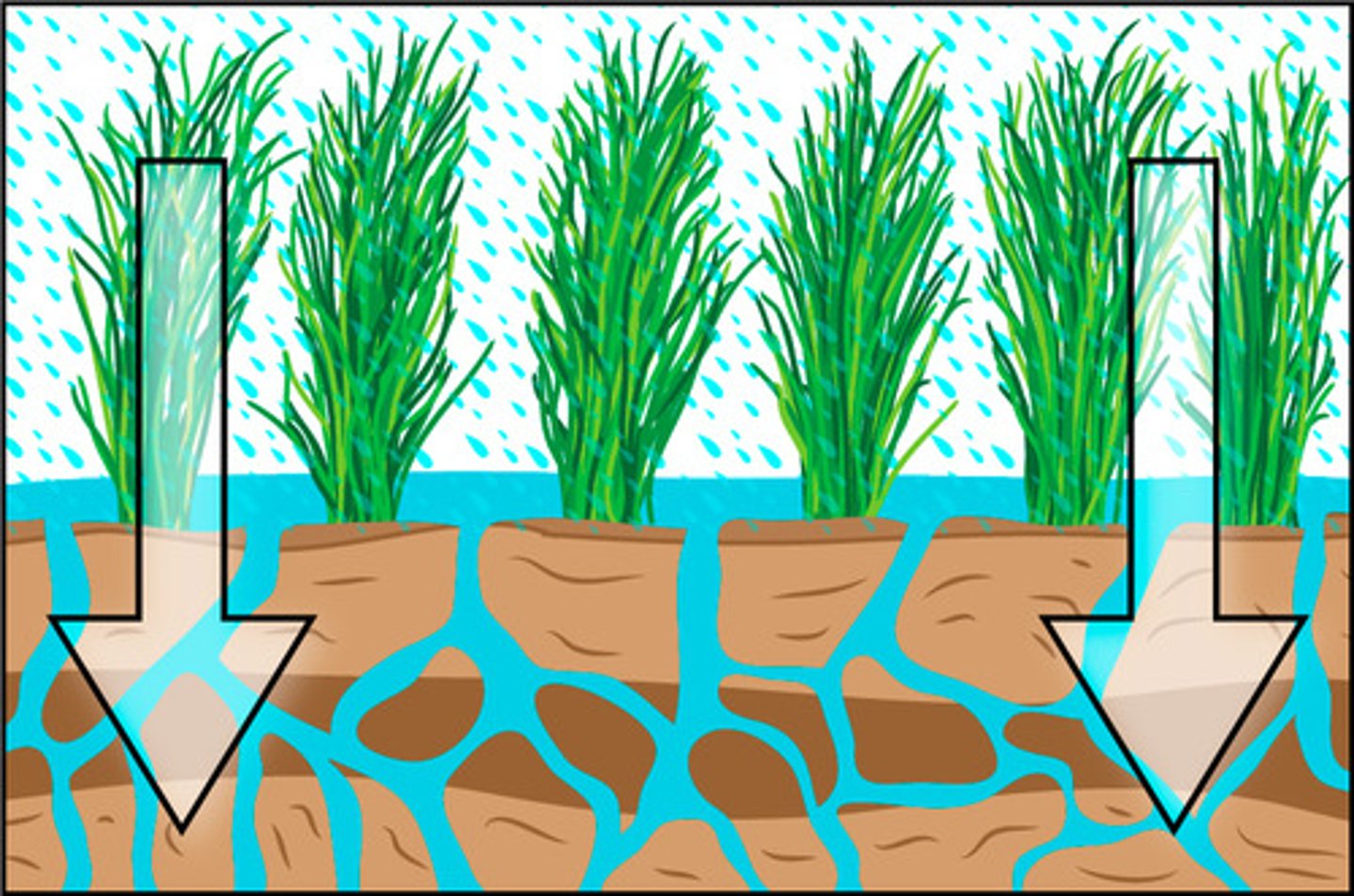 <p>the process by which water moves downward in the soil, toward the water table.</p>