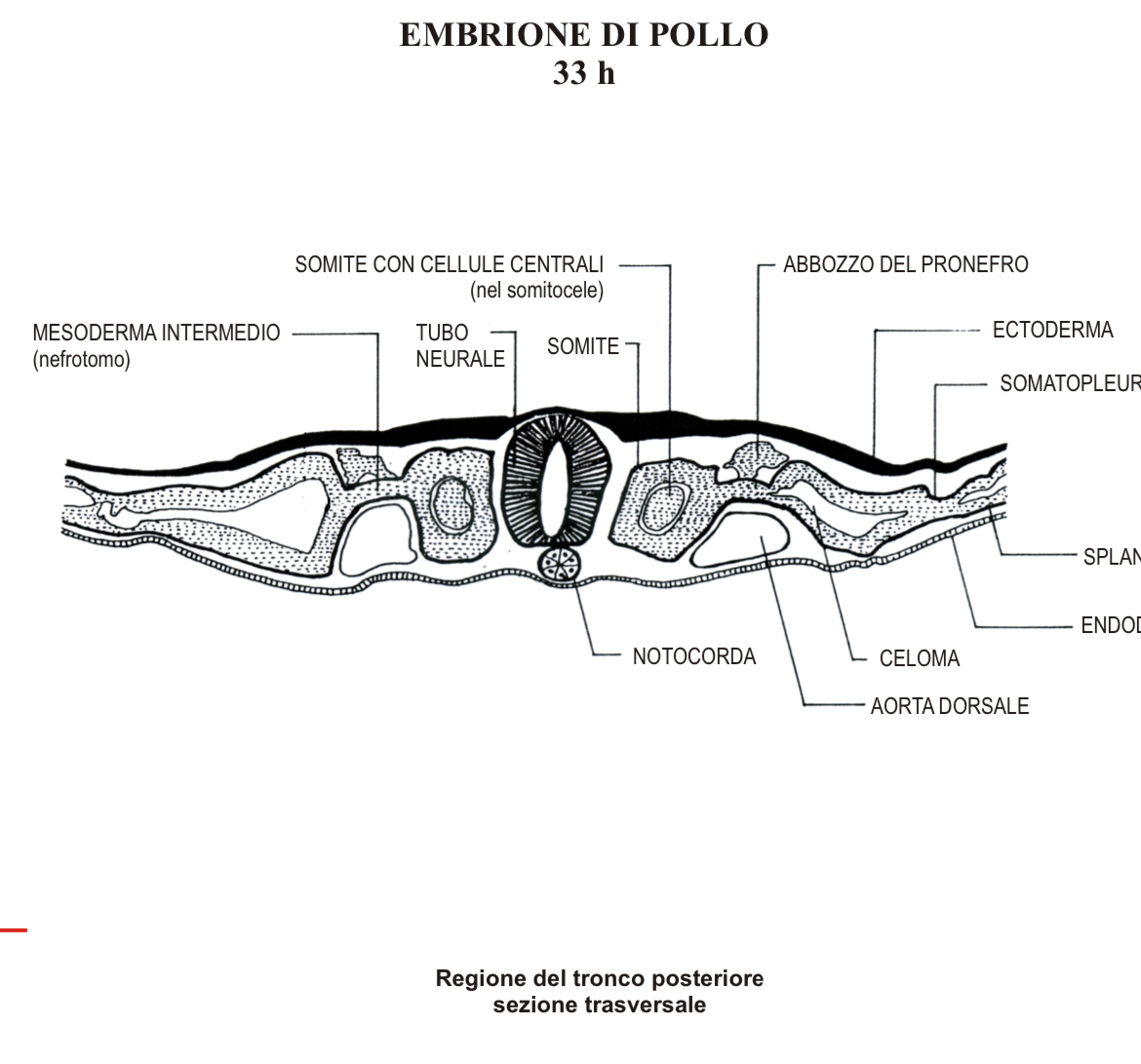 <p>Embrione pollo 33h</p><p>Sez tronco posteriore</p>