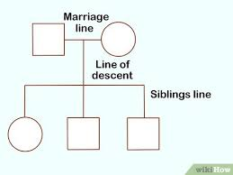 <p>the line between a square and a circle that indicates a union between partners in a pedigree chart. </p>