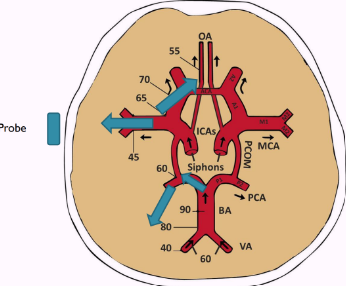 <ul><li><p><span style="background-color: transparent;"><span>P1 segment toward the probe</span></span></p></li><li><p><span style="background-color: transparent;"><span>P2 segment away from the probe</span></span></p></li></ul><p></p>