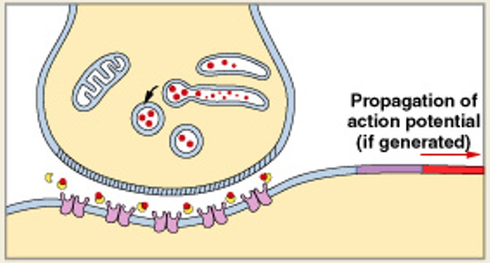 <p>Which step of cholinergic synapse:</p><ul><li><p>AChE breaks ACh into acetate and choline</p></li></ul><p></p>