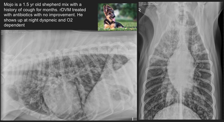 <p>Pattern? </p><p>ddx? </p>