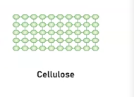 <p>It is a polysaccharides and it is a structural component in plant cells walls, providing rigidity and strength. </p><p>It’s main structure is categorized as being a lineal chain due to it type of monsacchardies that influence its polymer structure and therefore its function.</p>