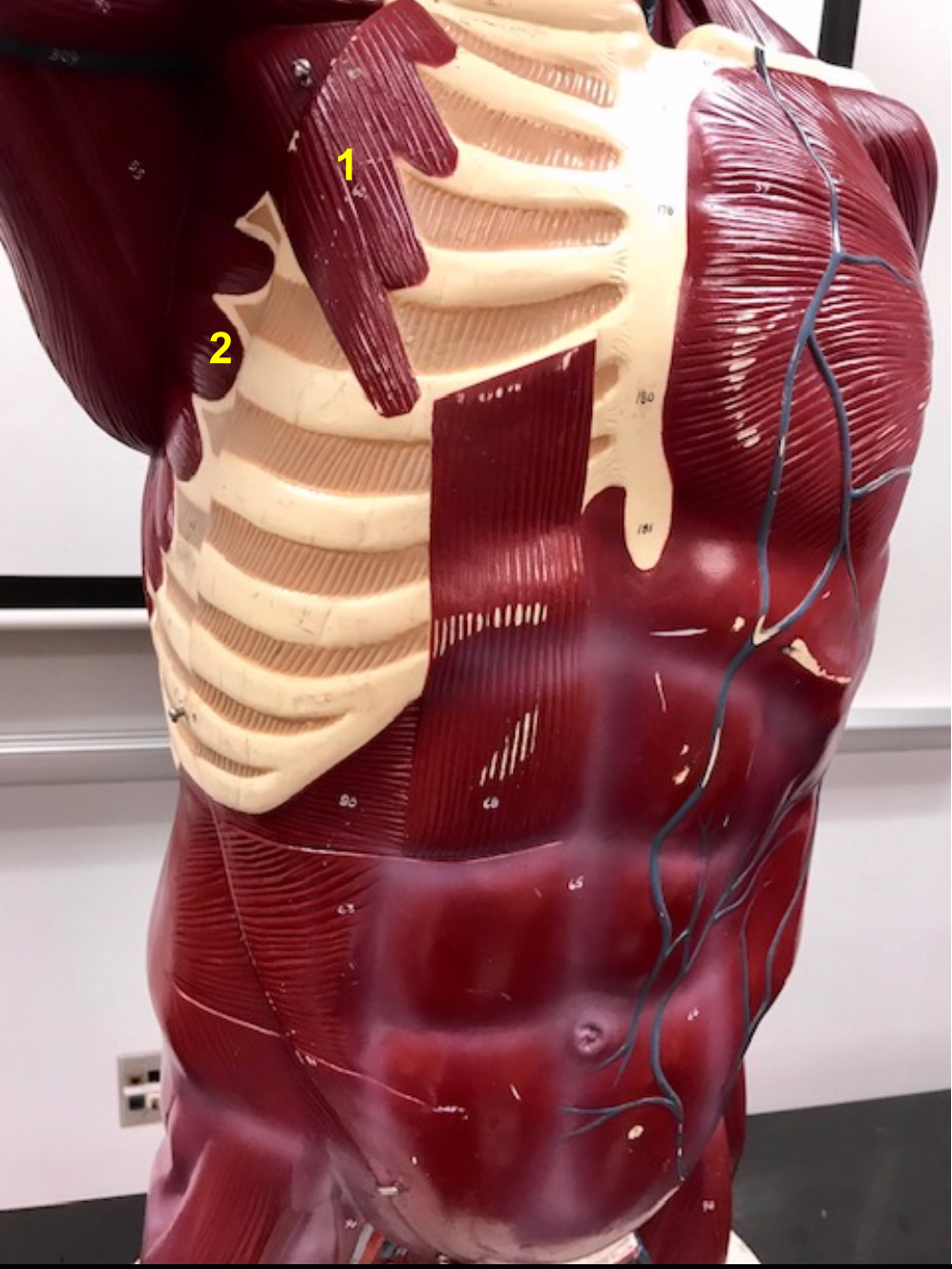 <p>Which of these are the Serratus anterior and Pectoralis minor </p>