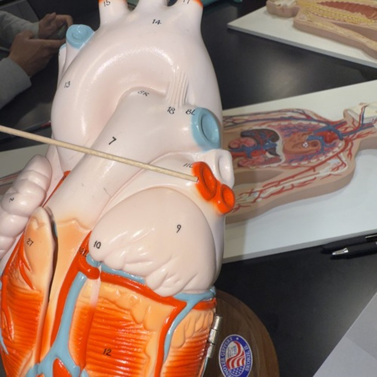 <p>Identify the structure.</p>