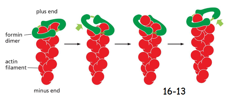 <p>the plus end</p><p> facilitate the addition of a new actin monomer. Each formin monomer has a binding site for monomeric actin</p>