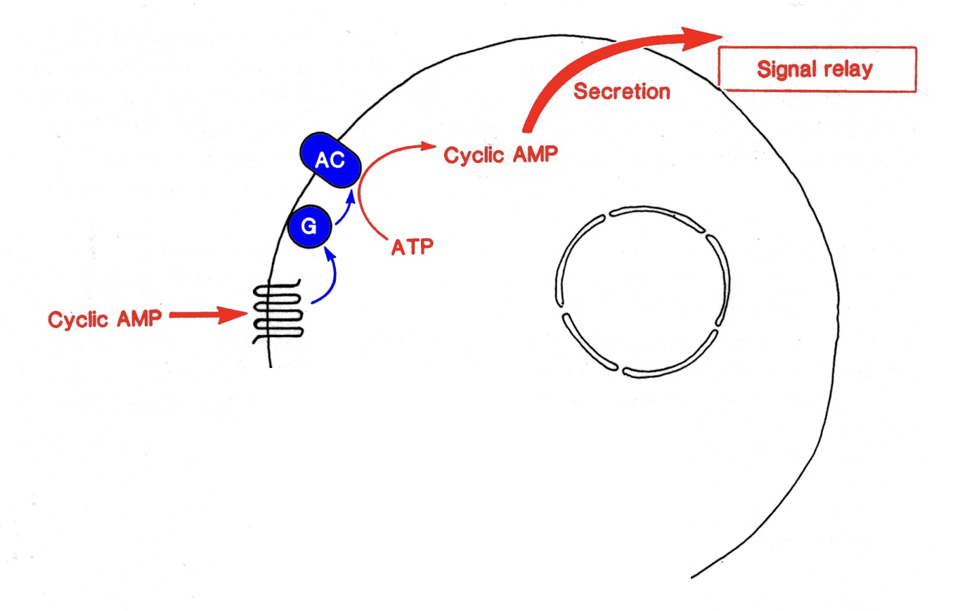 <ol><li><p>cAMP from outside bind to receptor</p></li><li><p>comformational change component 3→ G protein→ adeylate cylcase ATP→ cAMP</p></li><li><p>More cAMP packed into vesciles→ released elsewhere</p></li></ol><p>OVERALL: sends to other cells→ positive feedback</p><p></p>