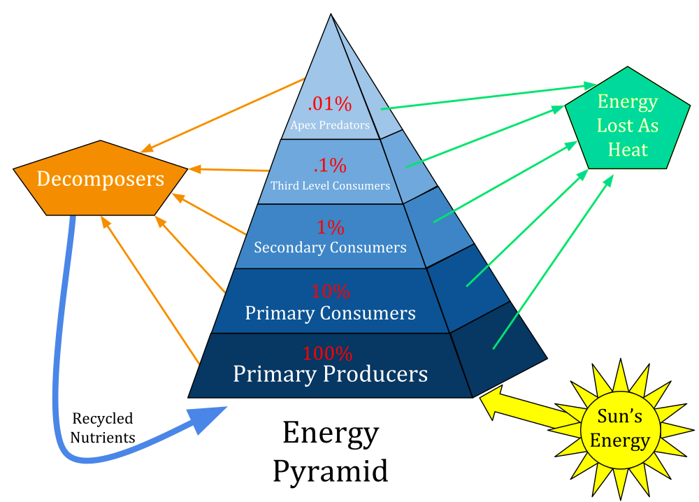 * Producer = @ bottom + have the most amount of biomass


* the levels are called TROPIC LEVELS
* The top level of the biomass pyramid is called the apex predator

  \

There is more biomass at the bottom (more prey than predators) because ==*energy* is== not only ==lost when eaten== but through ==other activities performed by the animals==.

\
$$__**NOTE**__$$__**:**__  When drawing a __**Food Web and a Bio Mass Pyramid**__, the producers are at the ***BOTTOM***

\
$$__**NOTE:**__$$ Some __*aquatic environments*__ have __*reverse biomass pyramids*__