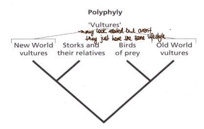 <p>assemblages of taxa that have been erroneously grouped on the basis of homoplasious characters</p>