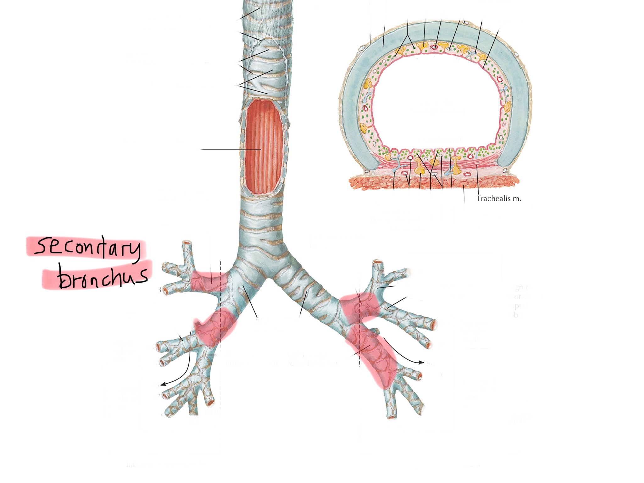 knowt flashcard image