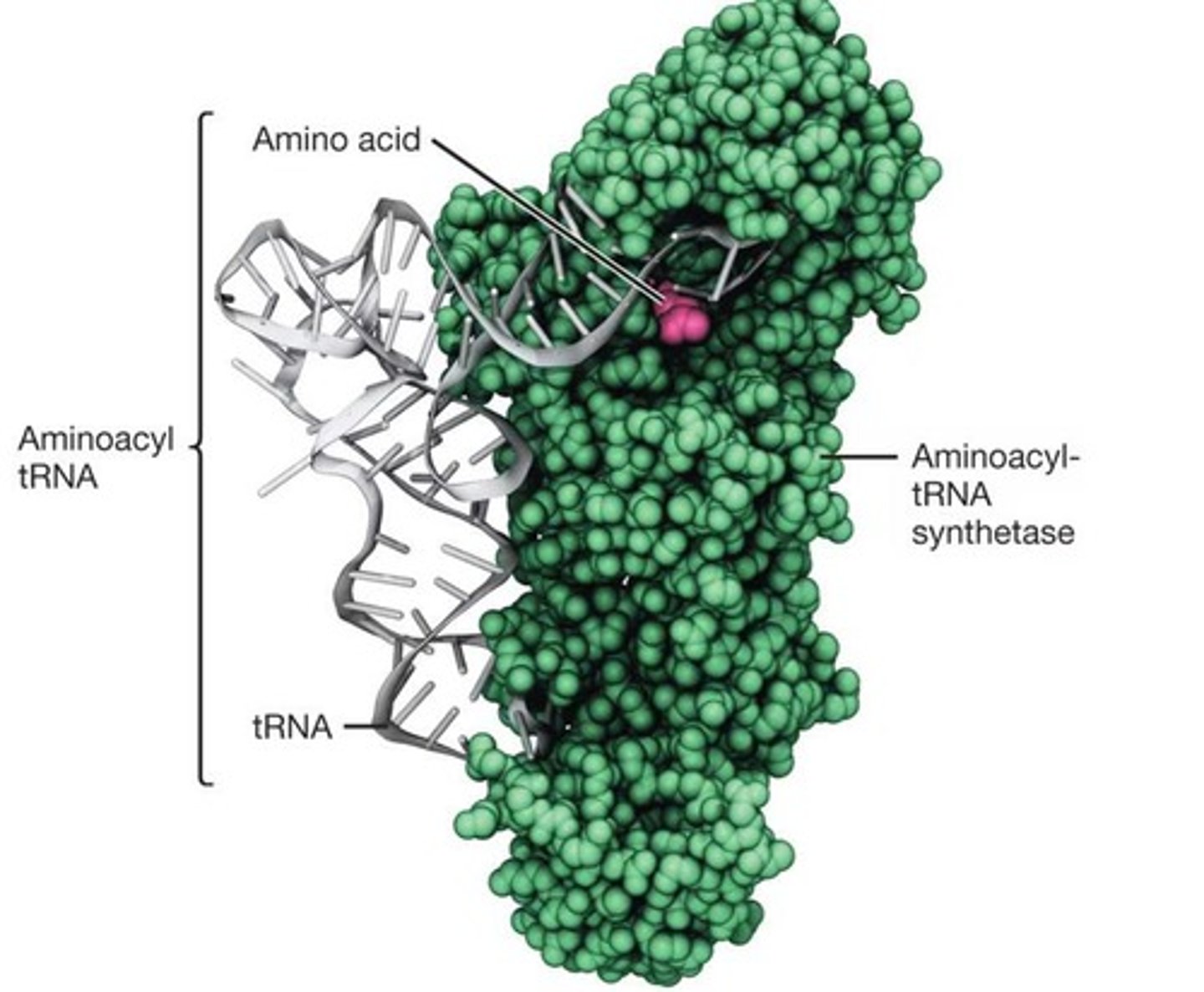 <p>They load amino acids onto the appropriate tRNA.</p>