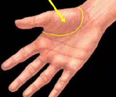 <p><span>relating to the rounded fleshy part of the hand at the base of the thumb</span></p>