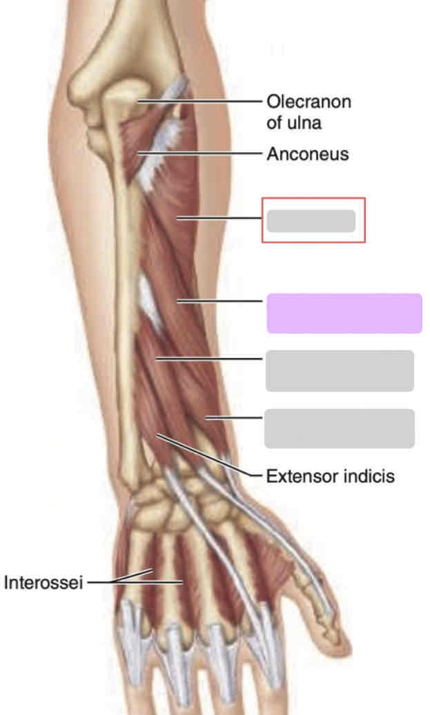 <p>Prone arm</p>