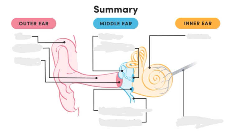 <p>Label the ear</p>