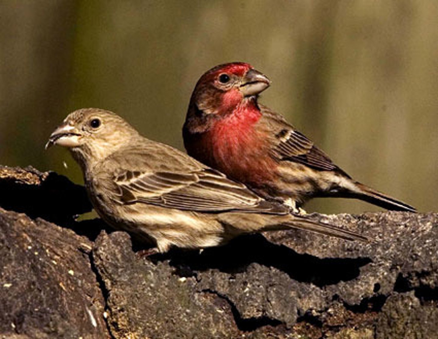 <p>House Finch</p>