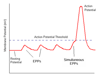 <p>An EPP partially depolarizes the the muscle membrane</p><p>multiple/ simultaneous EPPs i.e. release of multiple ACh vesicles, are required to push the muscle above the action potential threshold and generate an action potential</p>