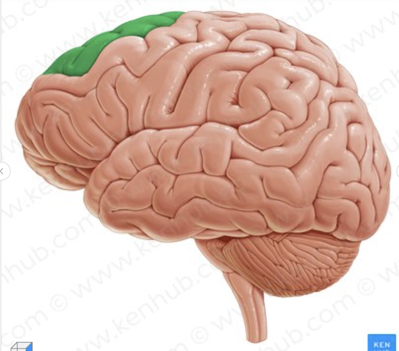 <p>Which gyrus is in green?</p>